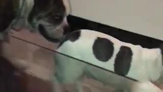 Doggos having a royal rumble