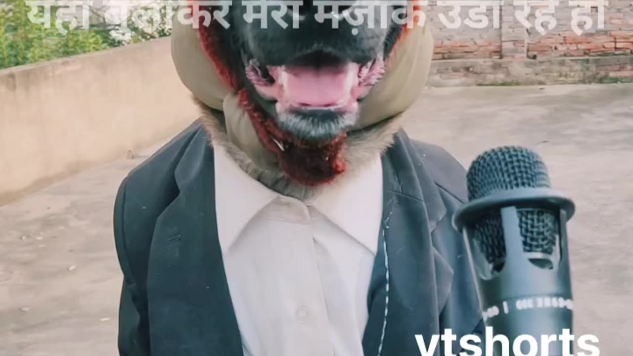 मिलिए कुत्तों की बिरादरी के सरपंच से। Watch Till End & Enjoy.