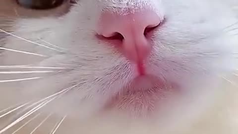 Cute cat