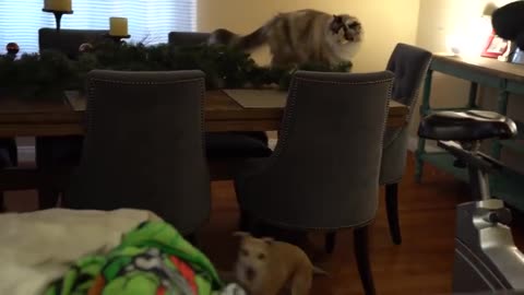 Dog meets cat for the first time.