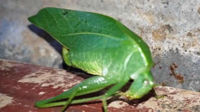 What is going on? The Grasshopper feeding or what? this is amazing!