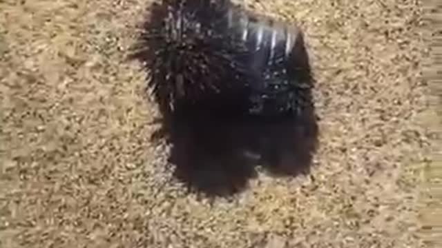 I think this is graphene oxide being sprayed on the beach but I’m not certain.