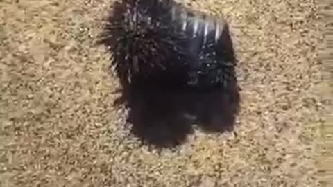 I think this is graphene oxide being sprayed on the beach but I’m not certain.