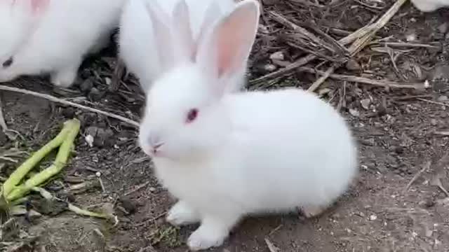It's hard to see so many little white, excite