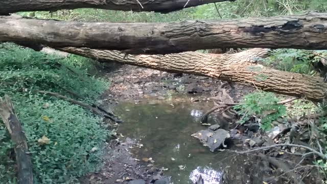 Local city creek.