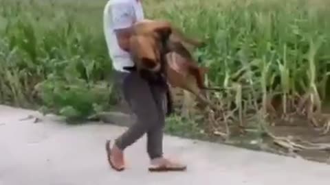 Pranking Dog