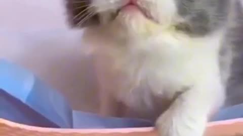 Beautiful cat 🐈 trending video