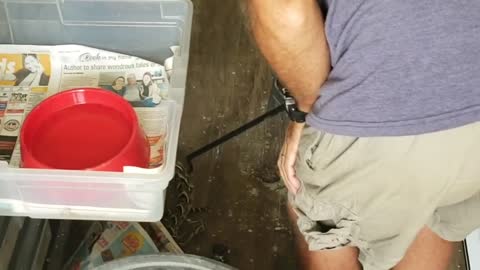 Close Call with a Puff Adder