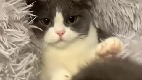 Funny animals