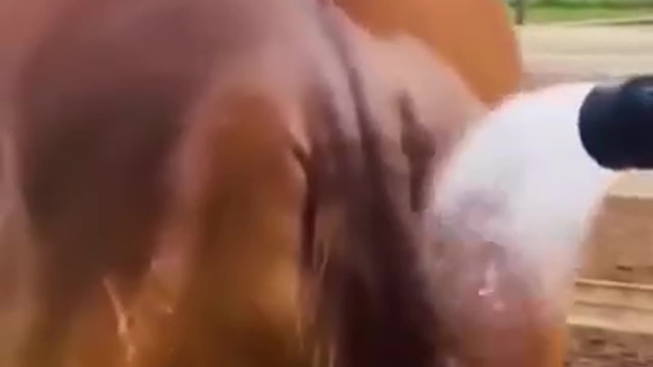 animal funny video