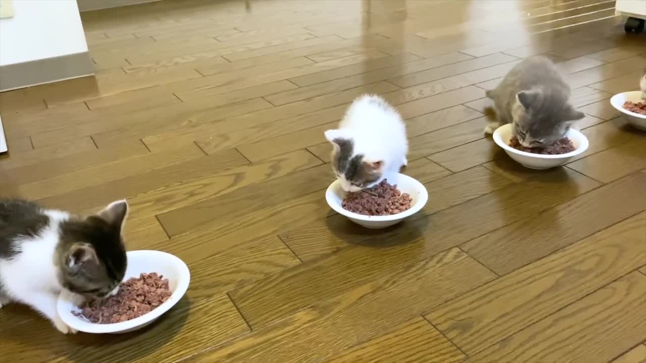 🤗Cute pets - small cat eat