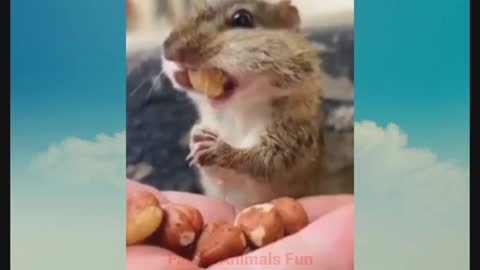 Animals funny moment || funny Animals || Animals fails ,,, @26bikana