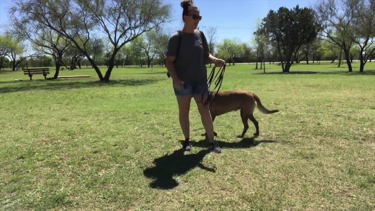 How to defend against a dog attack (dog training)