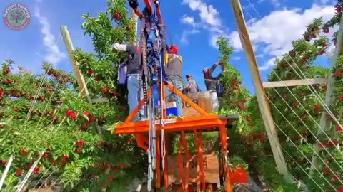 How to Grow Millions of Apple Trees: Seedling Production, Harvesting, and Processing