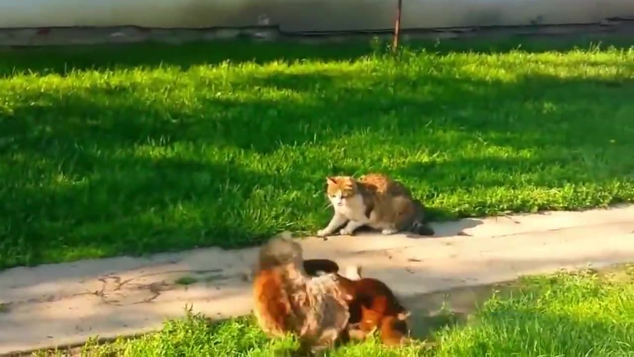 Funny and Cute Animals