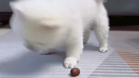 funny dog video