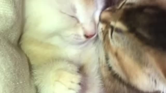 Heart-warming video of two kittens sharing hugs and kisses