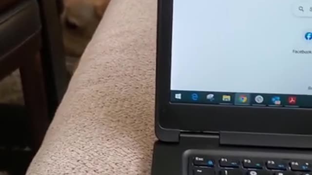 Dog Hates it When Disturbed During Sleeping #Shorts |