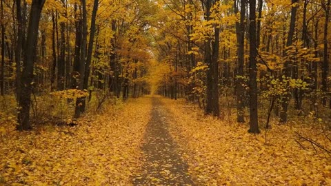 Meditation, Calm, Relaxing, Sleep Music