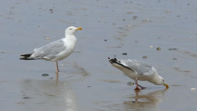 seagulls-gull-sea-nature-bird