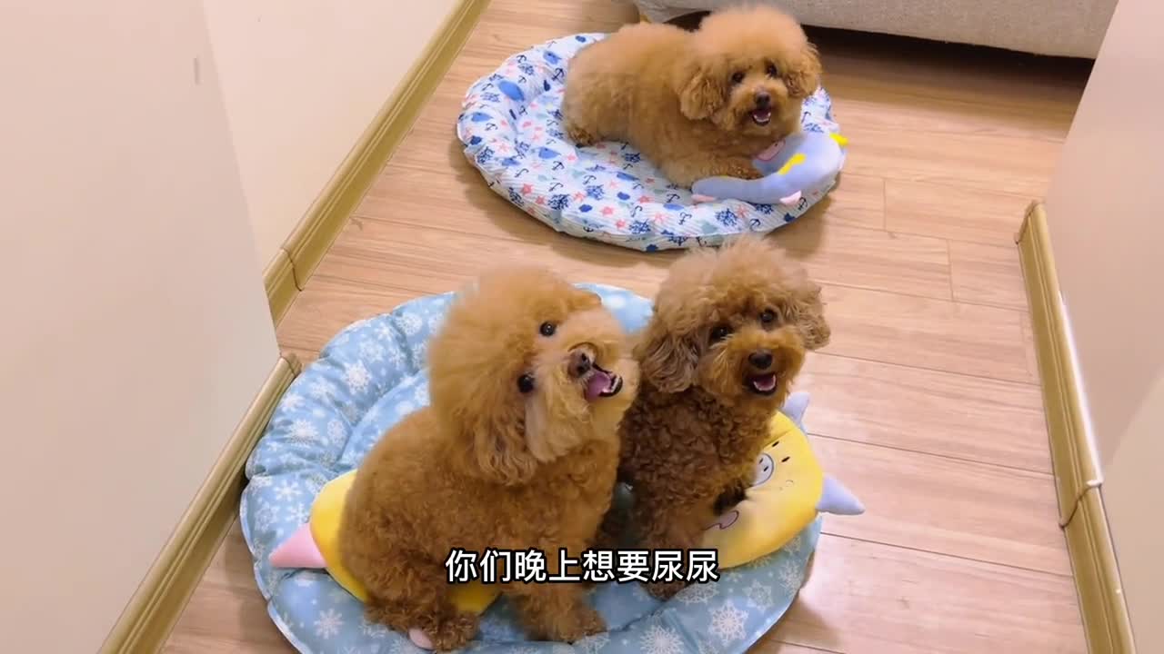 Little dog will also pinch a good time to steal food haha, 800 small mind every day