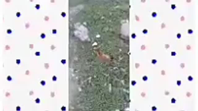 Funny animals videos