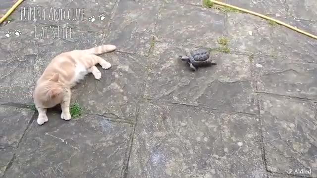 Naughty cats meet other animals, What happens - - Funny Cat Videos