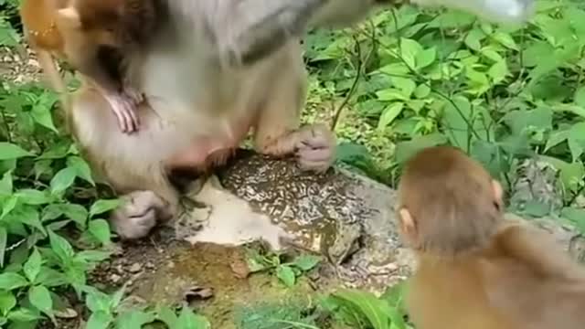 Monkey funny viral video