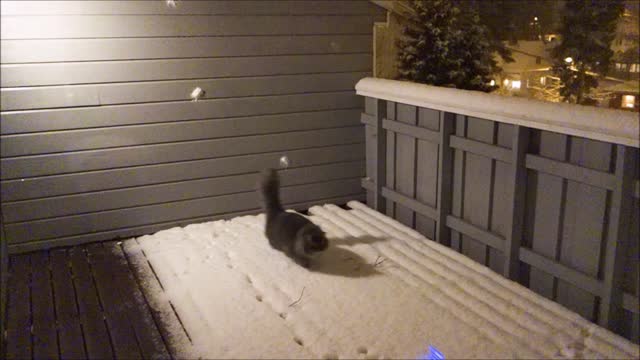 This cat absolutely loves to play in the snow!