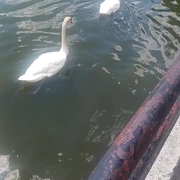 Swans kissena