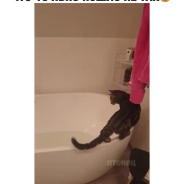 Grace of a Cat😄😂