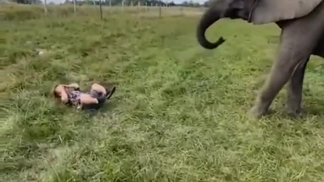 Funny Elephant playing football