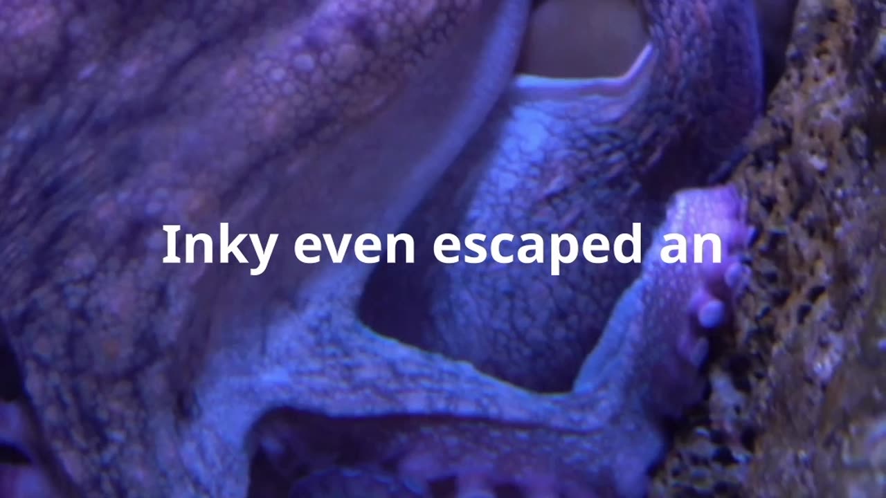 🐙 "Cephalopod Intelligence: Octopus Escape Artists | Scientific Secret 🌊"#Octopus #MarineBiology