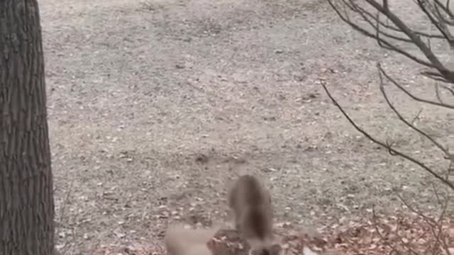 Funny deer🤣🤣😍