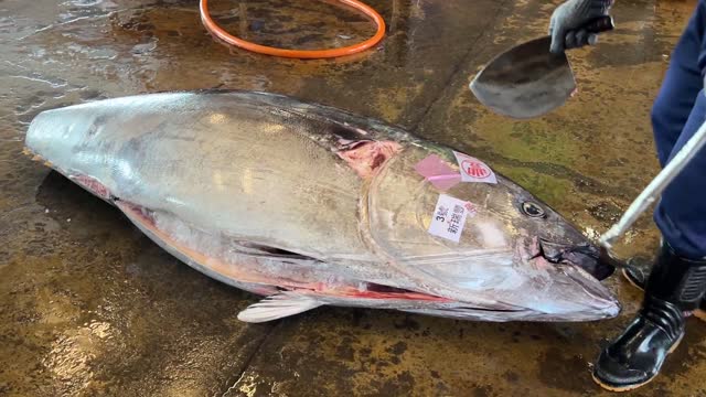 Take you to understand, bluefin tuna cutting skills (1)