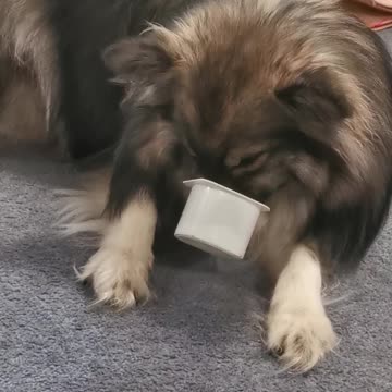 Funny puppy gets nose stuck in yogurt pot