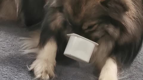 Funny puppy gets nose stuck in yogurt pot