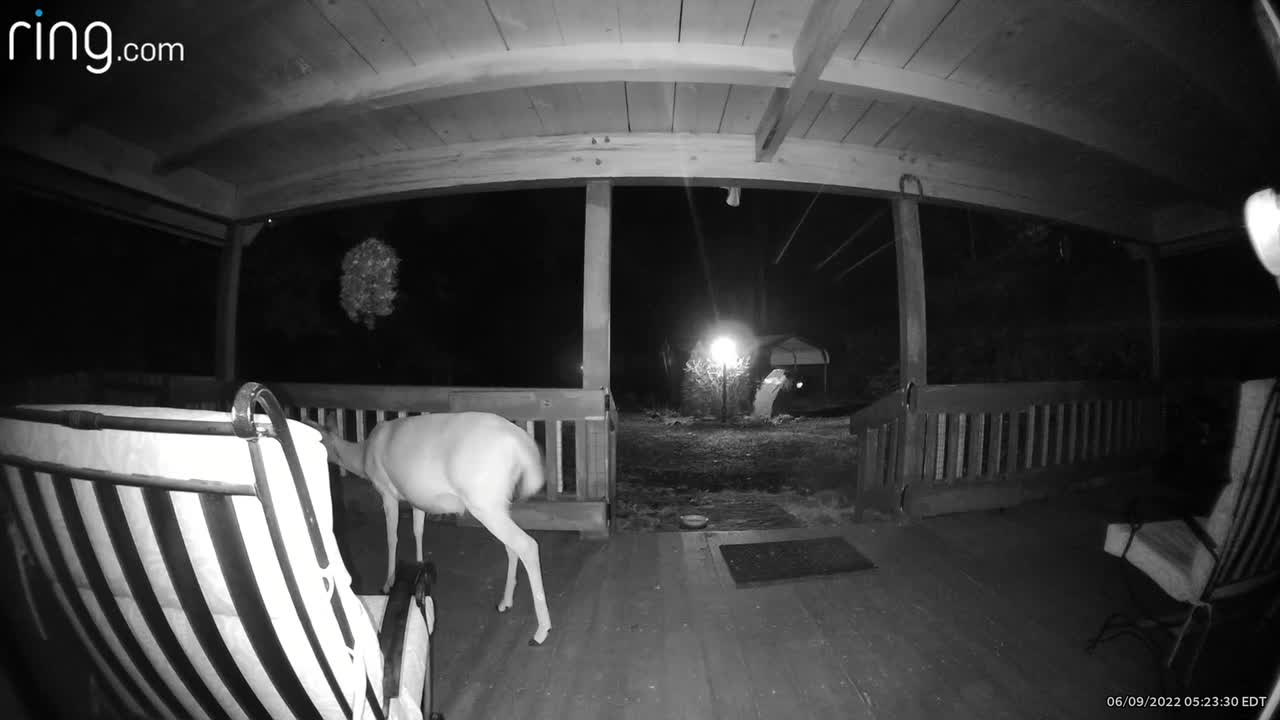 She came back at 5:22am and I missed her. I’ll call her Missy 🦌 NC High country God’s country