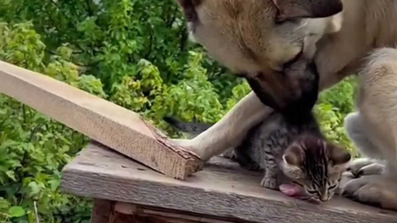 Dog and cat friendship