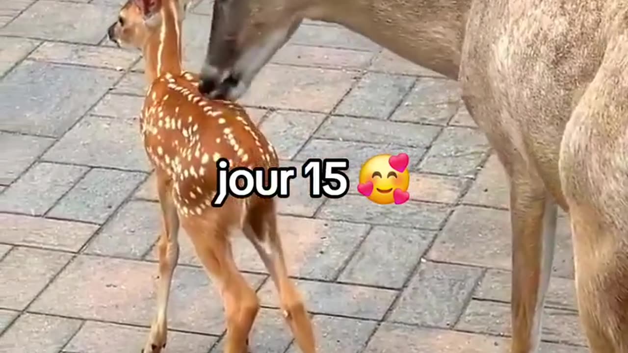 #foryou