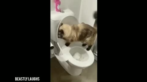 Funny Animals Viral Videos 2024 | Have Fun With Pets | Viral Fun Clips