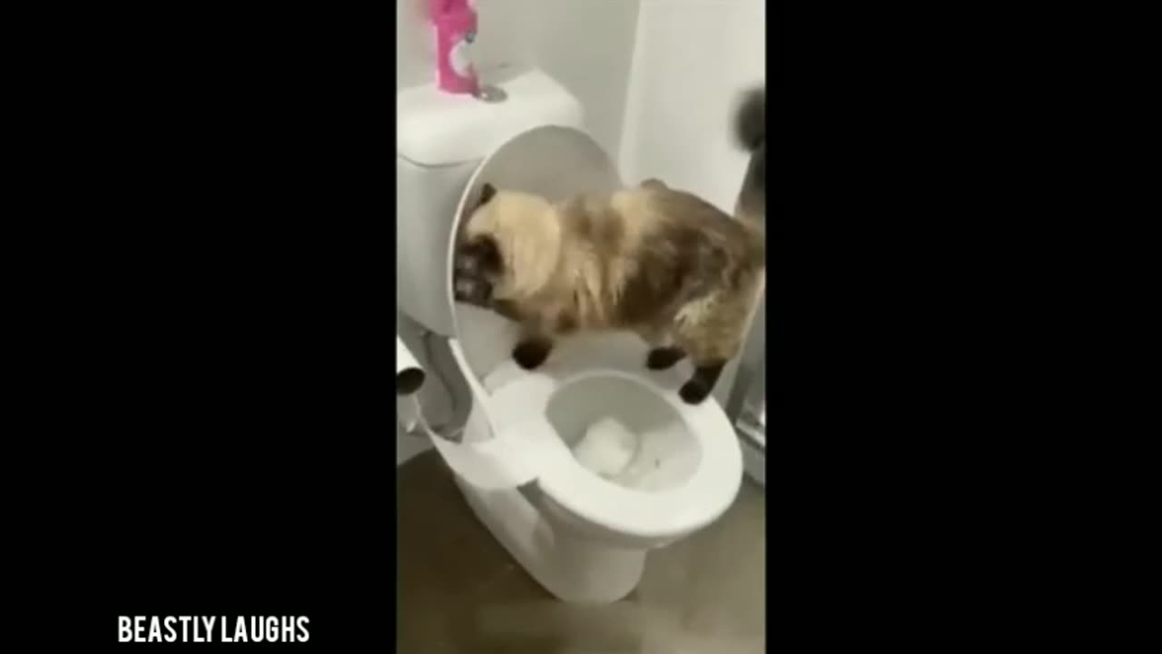 Funny Animals Viral Videos 2024 | Have Fun With Pets | Viral Fun Clips