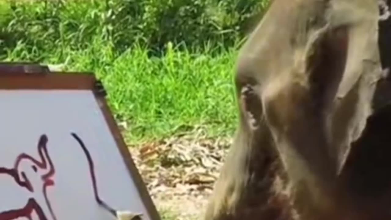 Talented elephant