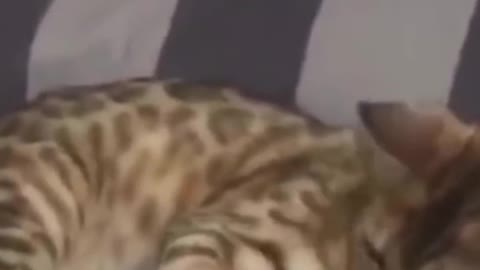 cats beautiful video ❤️❤️🔥❤️‍🩹🦊🦝🐈🐈🐱🐈‍⬛🐈‍⬛😘❤️🔥🐈🦝🦊 #cats #satisfying #shorts