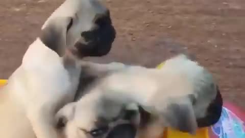 Funniest and Cutest Pug Dog Videos Compilation 2020 #3