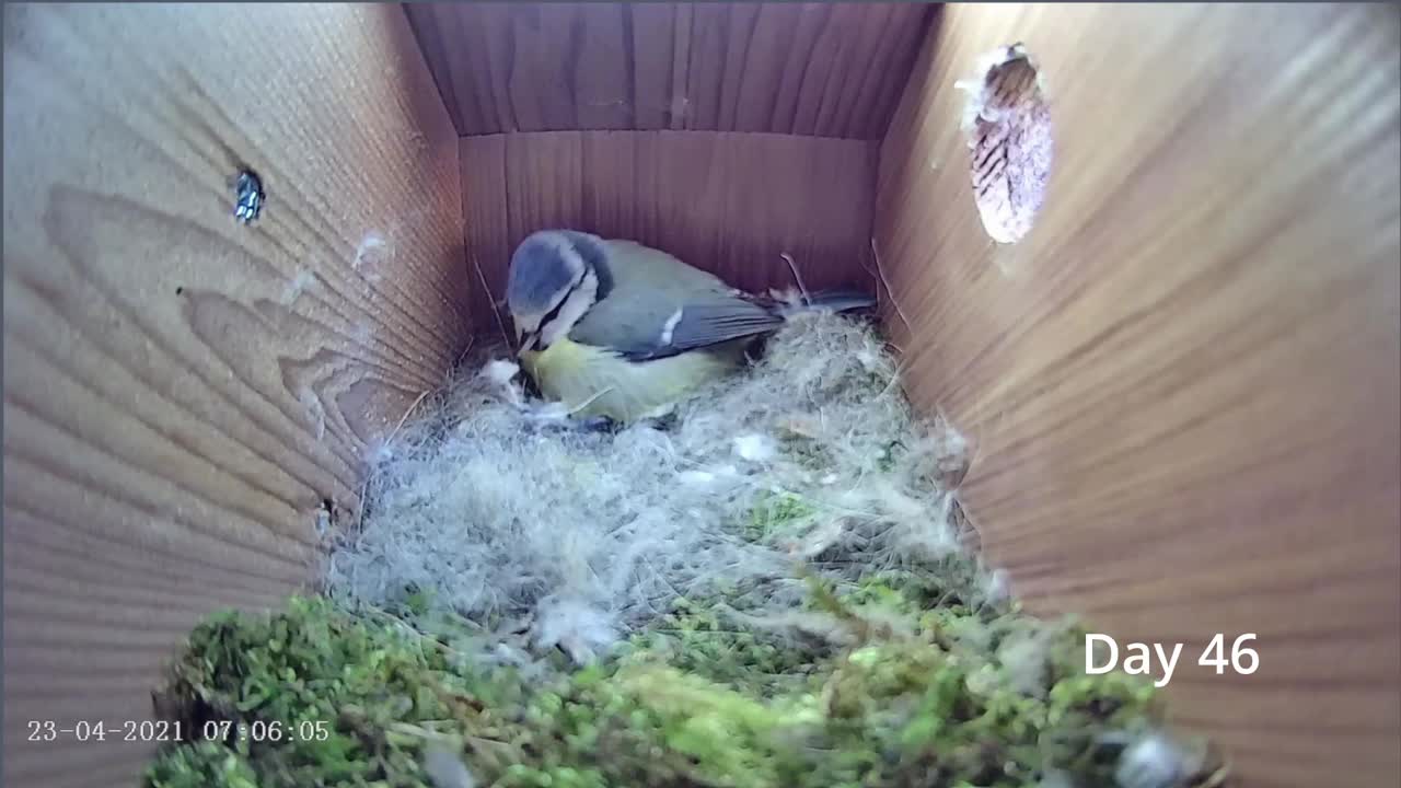 From empty nest to first egg in less than 8 minutes! - BlueTit nest box live camera highlights