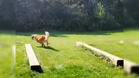 Funny animals - Funny cats _ dogs - Funny animal videos 4