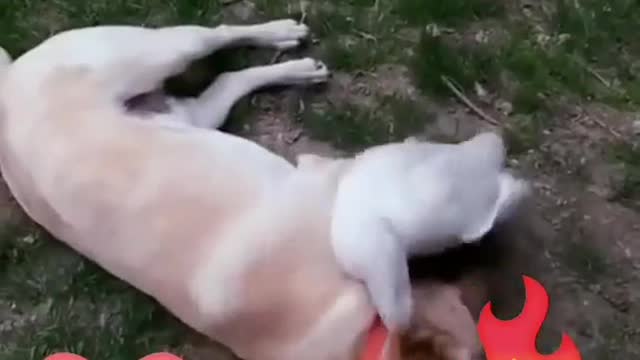 CUTE DOGS