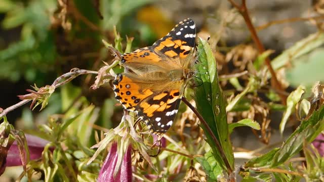 A butterfly resting on a leaf