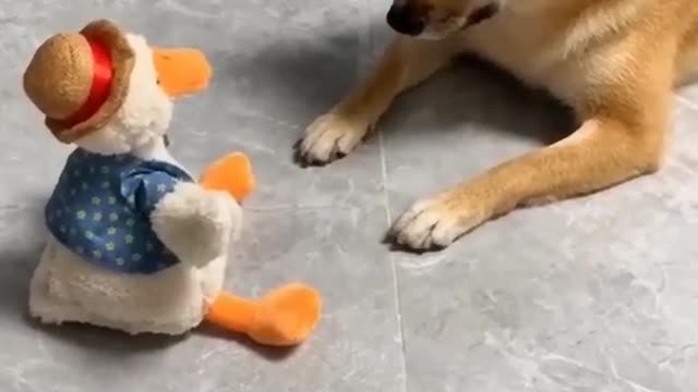 my dog making fun with my doll